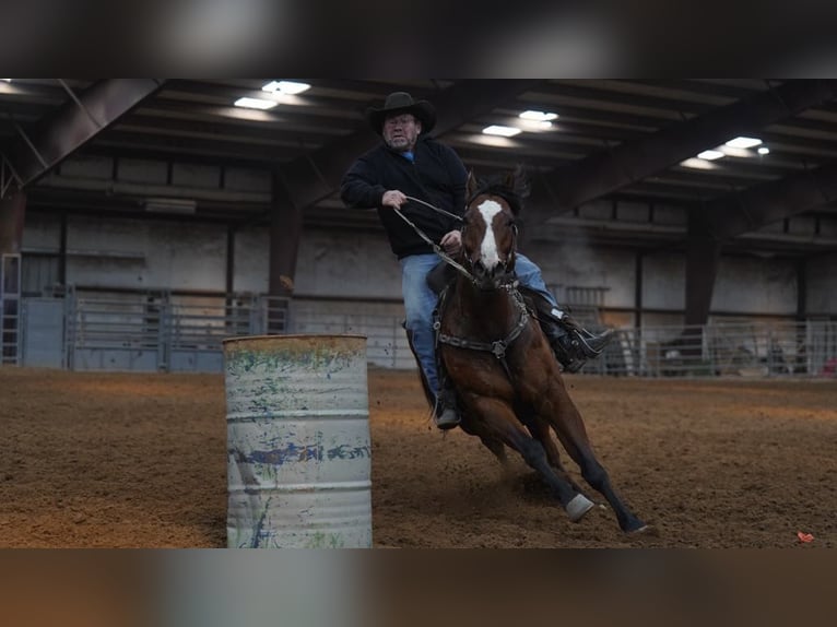 American Quarter Horse Ruin 8 Jaar 152 cm Roodbruin in Lisbon IA