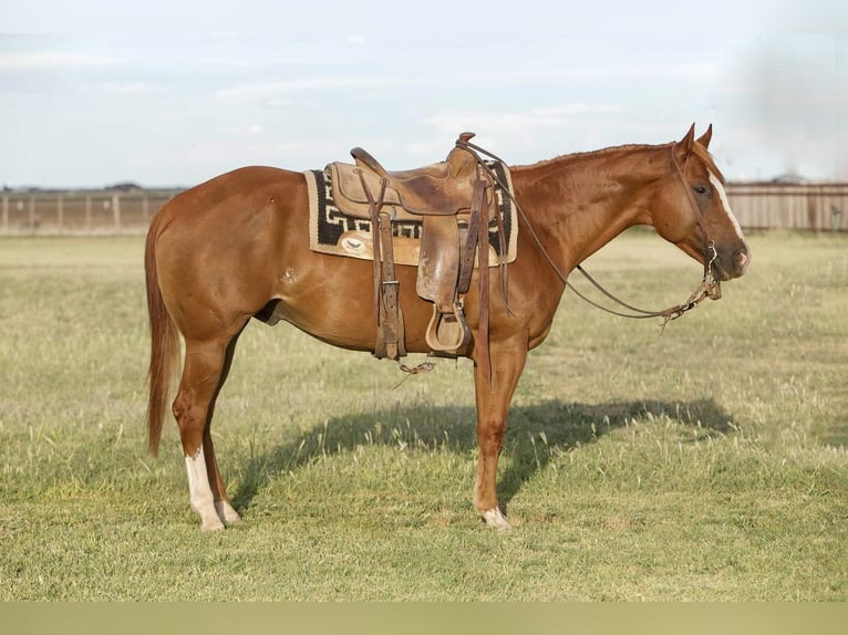 American Quarter Horse Ruin 8 Jaar 152 cm Roodvos in Amarillo, TX
