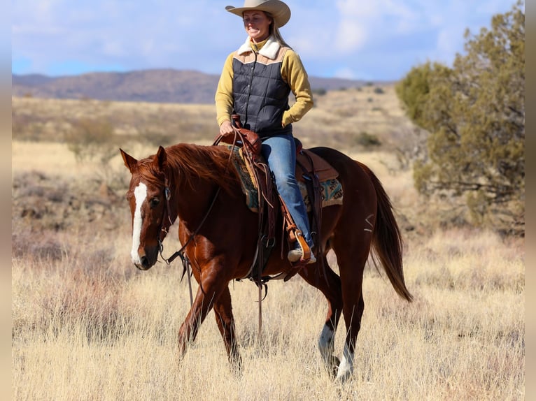 American Quarter Horse Ruin 8 Jaar 152 cm Roodvos in Camp Verde, AZ