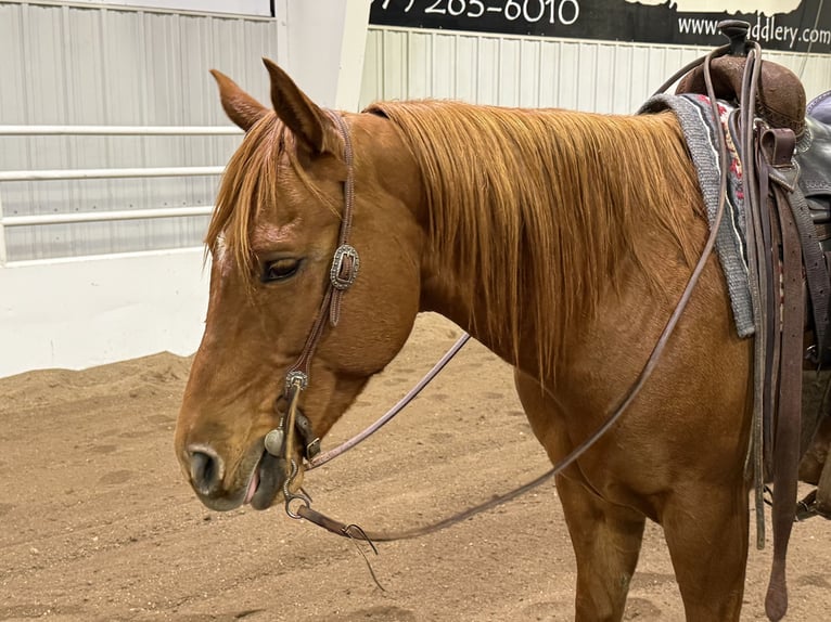 American Quarter Horse Ruin 8 Jaar 152 cm Roodvos in Cannon Falls