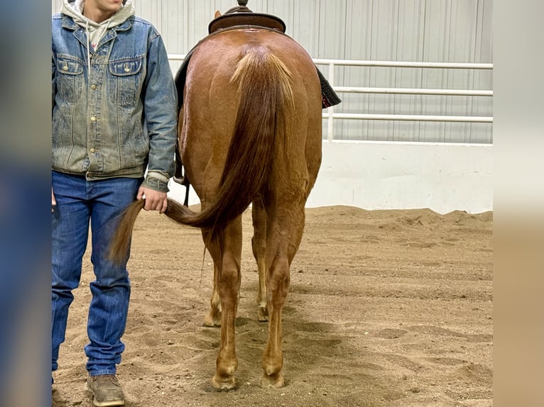 American Quarter Horse Ruin 8 Jaar 152 cm Roodvos in Cannon Falls