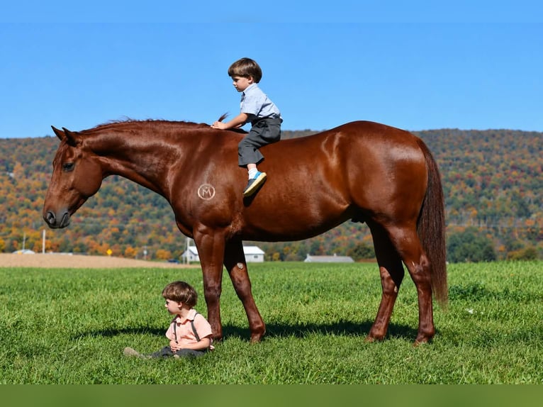 American Quarter Horse Ruin 8 Jaar 152 cm Roodvos in Rebersburg