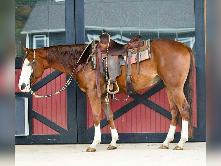 American Quarter Horse Ruin 8 Jaar 152 cm Roodvos in Rebersburg