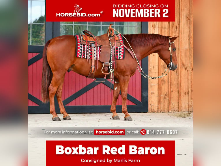 American Quarter Horse Ruin 8 Jaar 152 cm Roodvos in Rebersburg