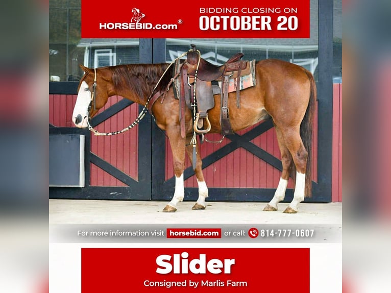 American Quarter Horse Ruin 8 Jaar 152 cm Roodvos in Rebersburg