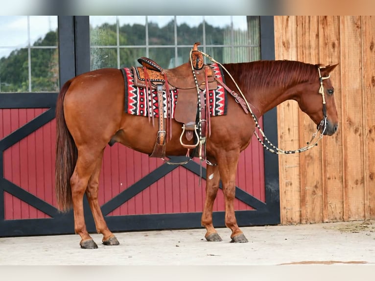 American Quarter Horse Ruin 8 Jaar 152 cm Roodvos in Rebersburg