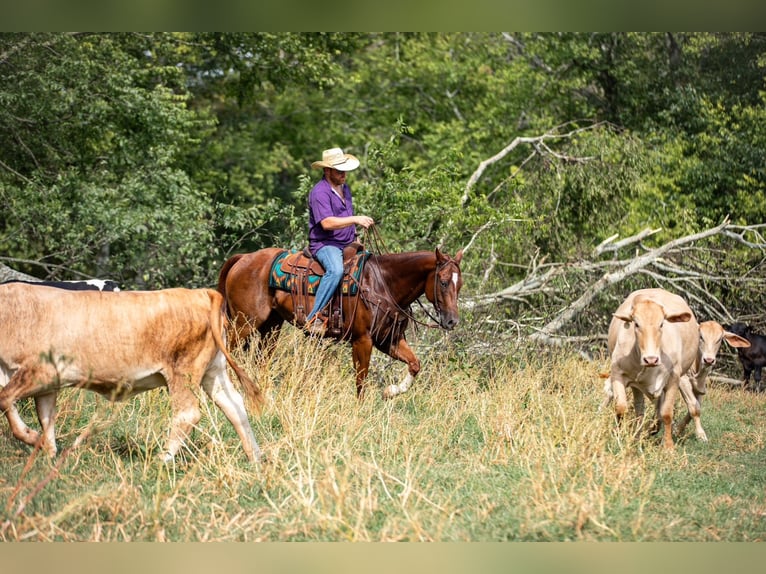 American Quarter Horse Ruin 8 Jaar 152 cm Roodvos in Santa Fe