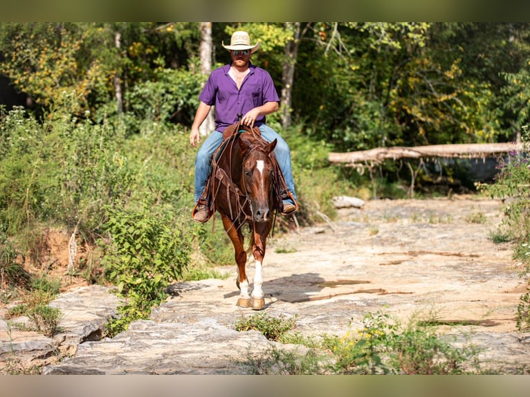 American Quarter Horse Ruin 8 Jaar 152 cm Roodvos in Santa Fe