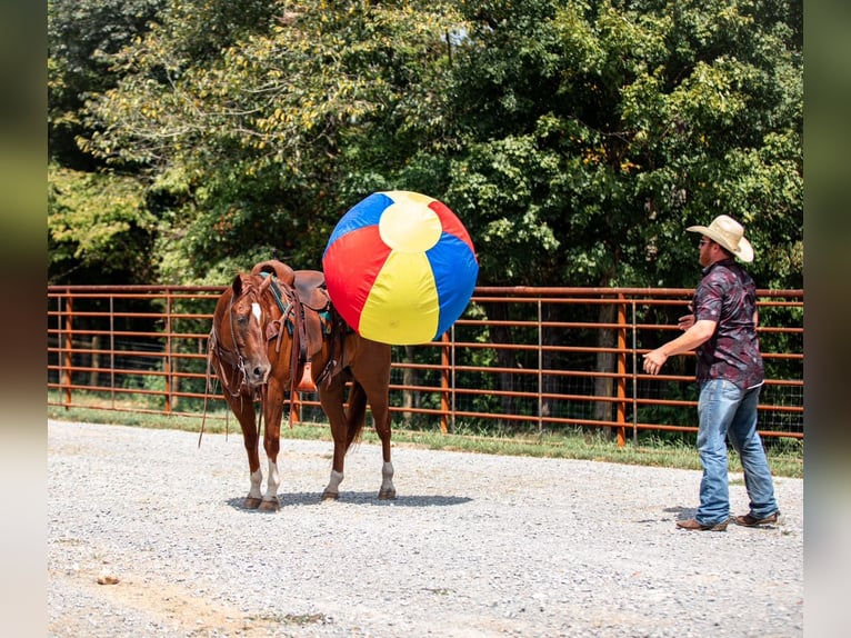American Quarter Horse Ruin 8 Jaar 152 cm Roodvos in Santa Fe