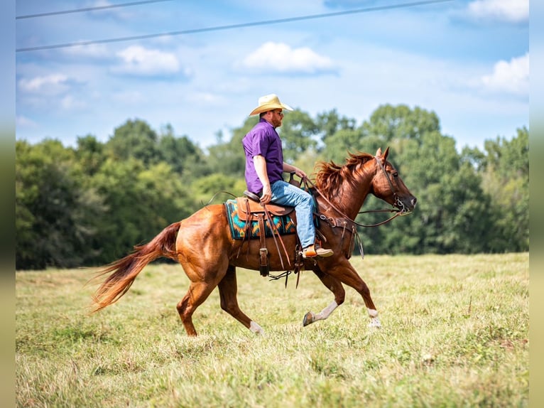 American Quarter Horse Ruin 8 Jaar 152 cm Roodvos in Santa Fe
