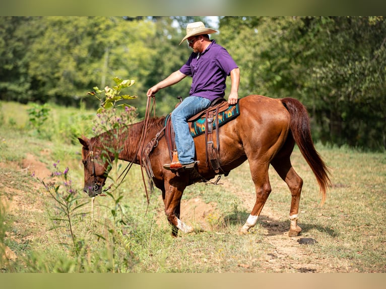 American Quarter Horse Ruin 8 Jaar 152 cm Roodvos in Santa Fe