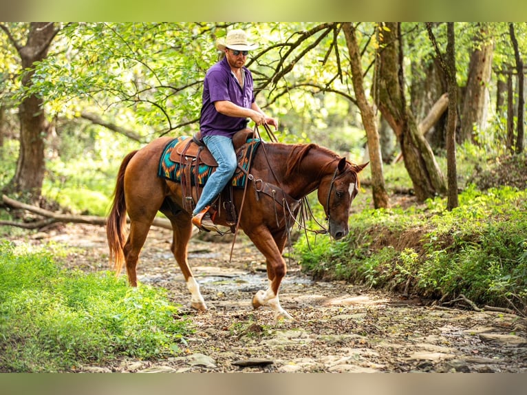 American Quarter Horse Ruin 8 Jaar 152 cm Roodvos in Santa Fe