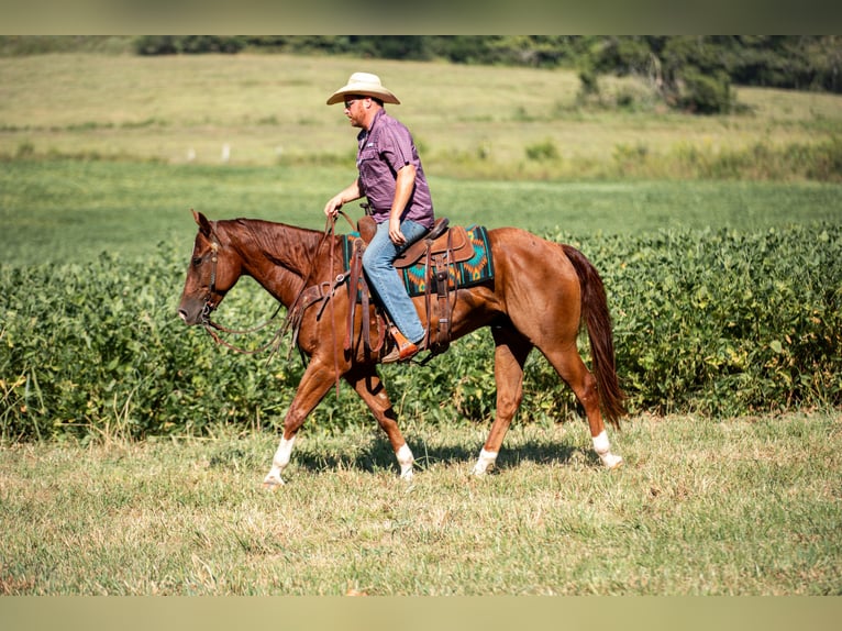 American Quarter Horse Ruin 8 Jaar 152 cm Roodvos in Santa Fe