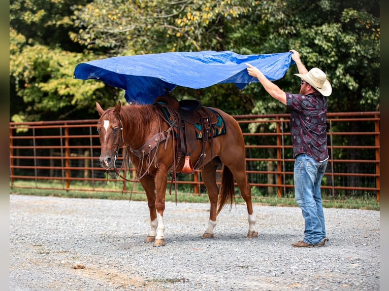 American Quarter Horse Ruin 8 Jaar 152 cm Roodvos in Santa Fe