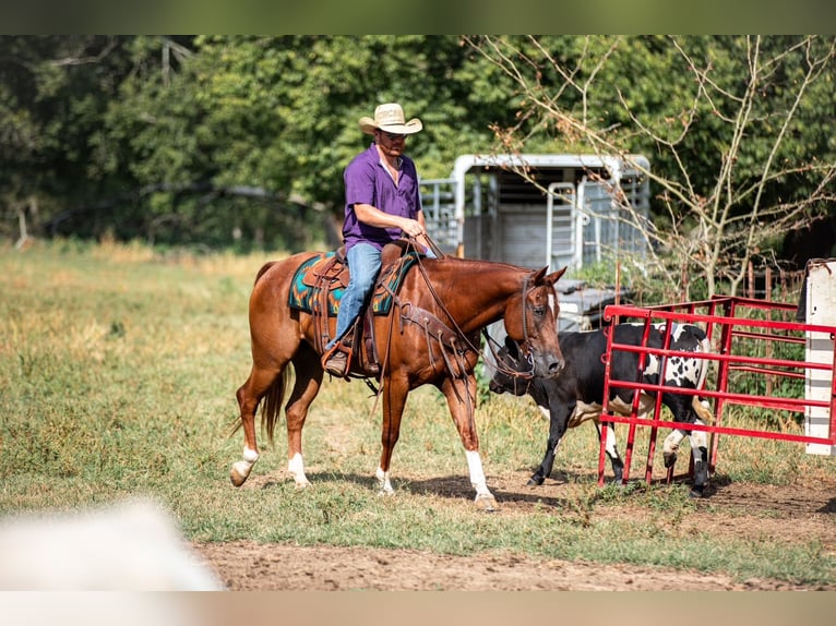 American Quarter Horse Ruin 8 Jaar 152 cm Roodvos in Santa Fe