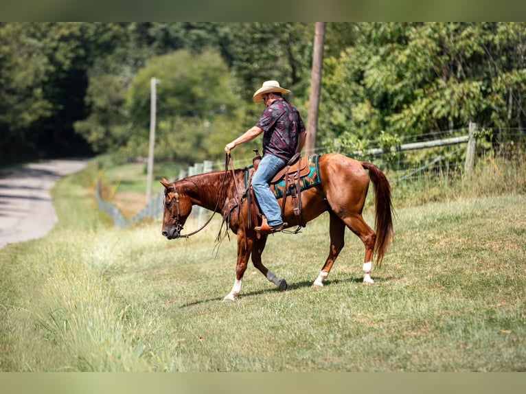 American Quarter Horse Ruin 8 Jaar 152 cm Roodvos in Santa Fe