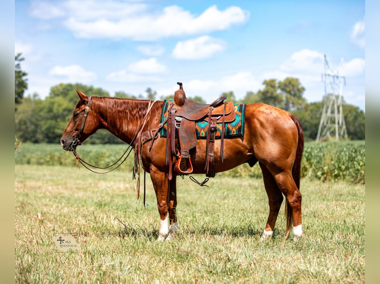 American Quarter Horse Ruin 8 Jaar 152 cm Roodvos in Santa Fe