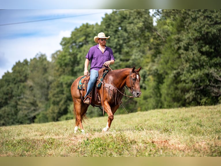 American Quarter Horse Ruin 8 Jaar 152 cm Roodvos in Santa Fe