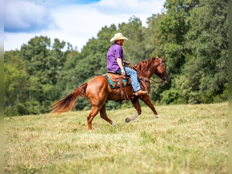 American Quarter Horse Ruin 8 Jaar 152 cm Roodvos in Santa Fe