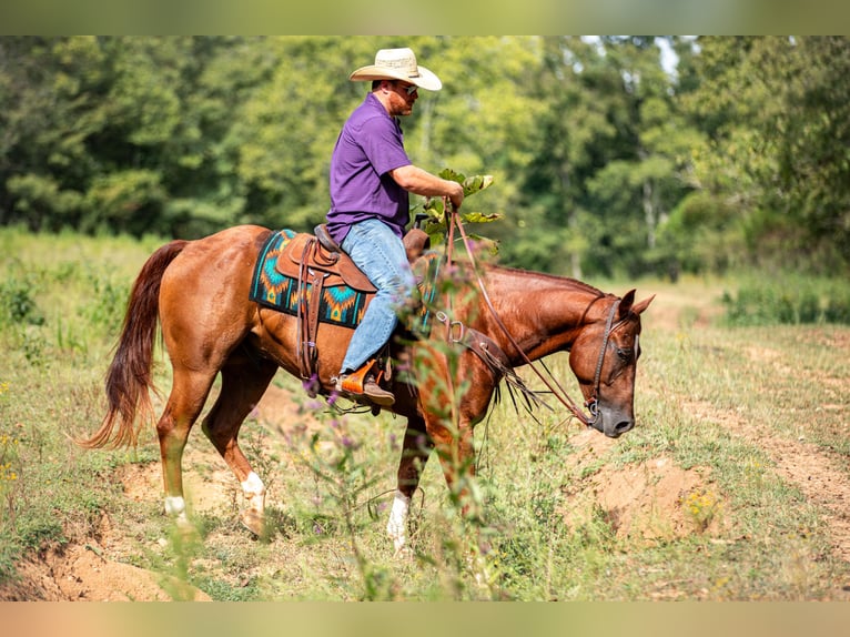 American Quarter Horse Ruin 8 Jaar 152 cm Roodvos in Santa Fe