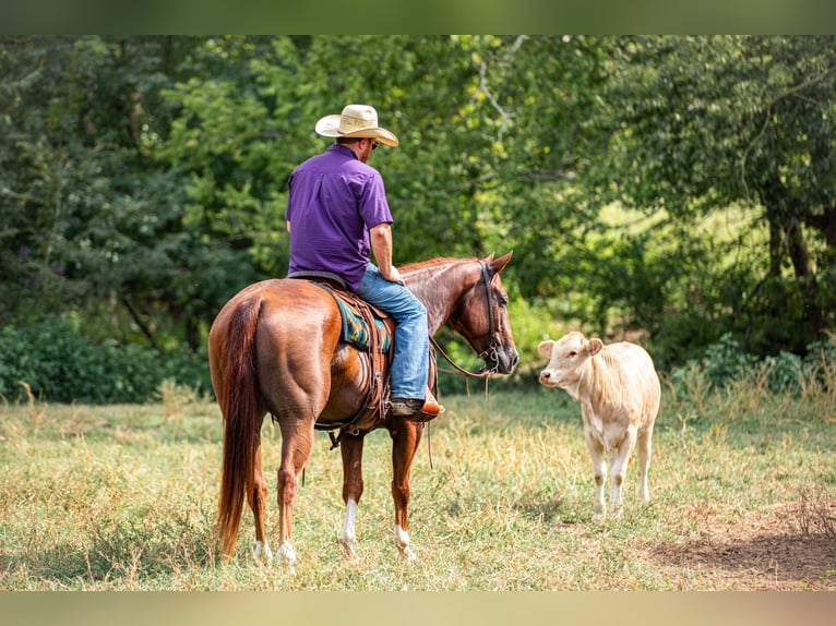 American Quarter Horse Ruin 8 Jaar 152 cm Roodvos in Santa Fe