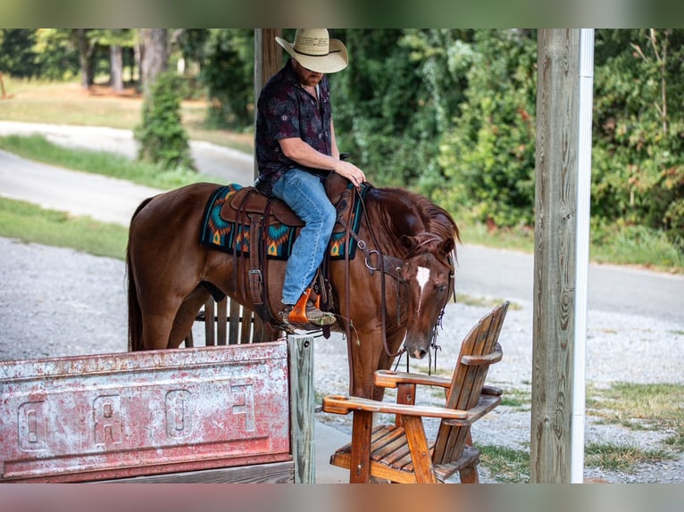 American Quarter Horse Ruin 8 Jaar 152 cm Roodvos in Santa Fe