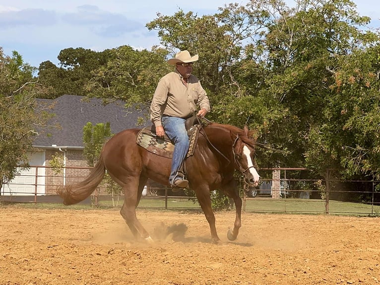 American Quarter Horse Ruin 8 Jaar 152 cm Roodvos in Cleburne