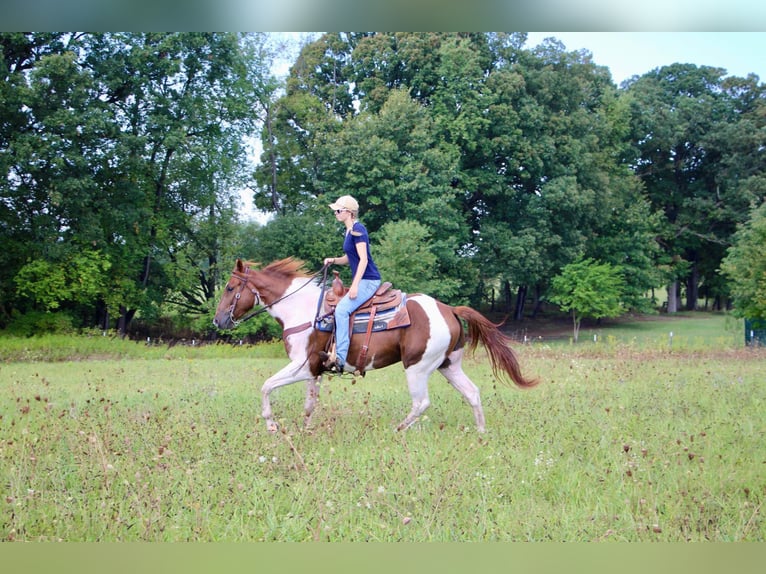 American Quarter Horse Ruin 8 Jaar 152 cm Roodvos in Highland MI