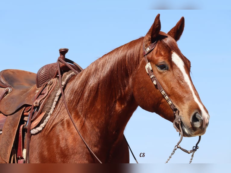 American Quarter Horse Ruin 8 Jaar 152 cm Roodvos in Jackson TX