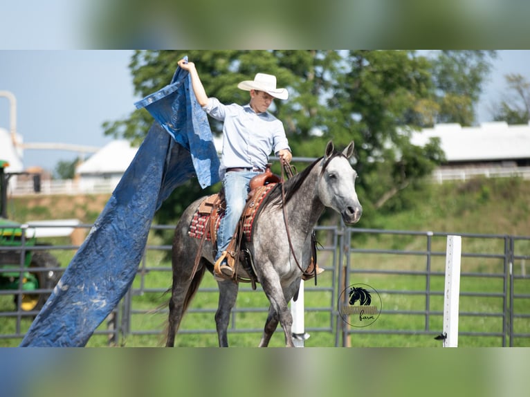 American Quarter Horse Ruin 8 Jaar 152 cm Schimmel in Fredericksburg