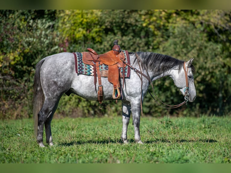 American Quarter Horse Ruin 8 Jaar 152 cm Schimmel in Hastings American Quarter Horse Ruin 8 Jaar 152 cm Schimmel in Hastings