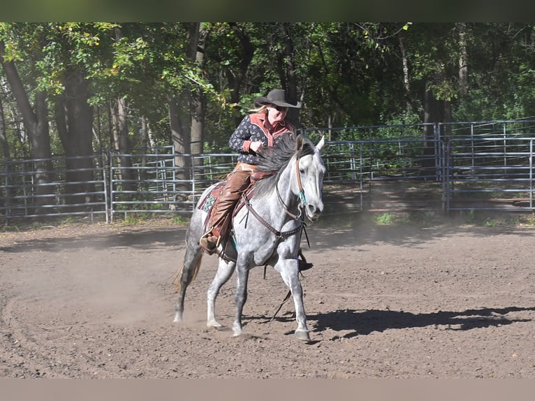 American Quarter Horse Ruin 8 Jaar 152 cm Schimmel in Hastings American Quarter Horse Ruin 8 Jaar 152 cm Schimmel in Hastings