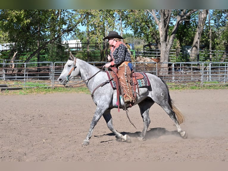 American Quarter Horse Ruin 8 Jaar 152 cm Schimmel in Hastings American Quarter Horse Ruin 8 Jaar 152 cm Schimmel in Hastings