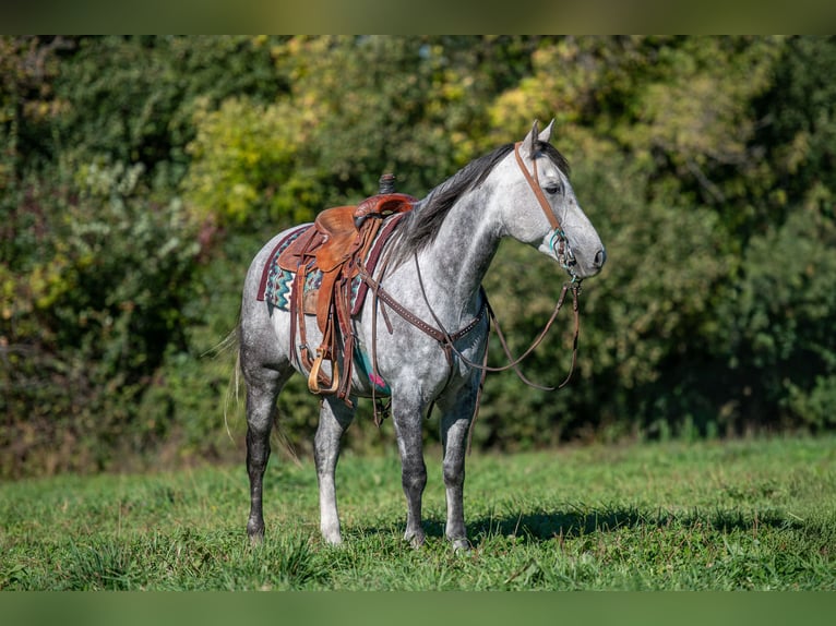 American Quarter Horse Ruin 8 Jaar 152 cm Schimmel in Hastings American Quarter Horse Ruin 8 Jaar 152 cm Schimmel in Hastings