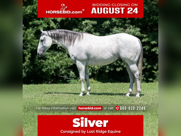 American Quarter Horse Ruin 8 Jaar 152 cm Schimmel in Sedalia