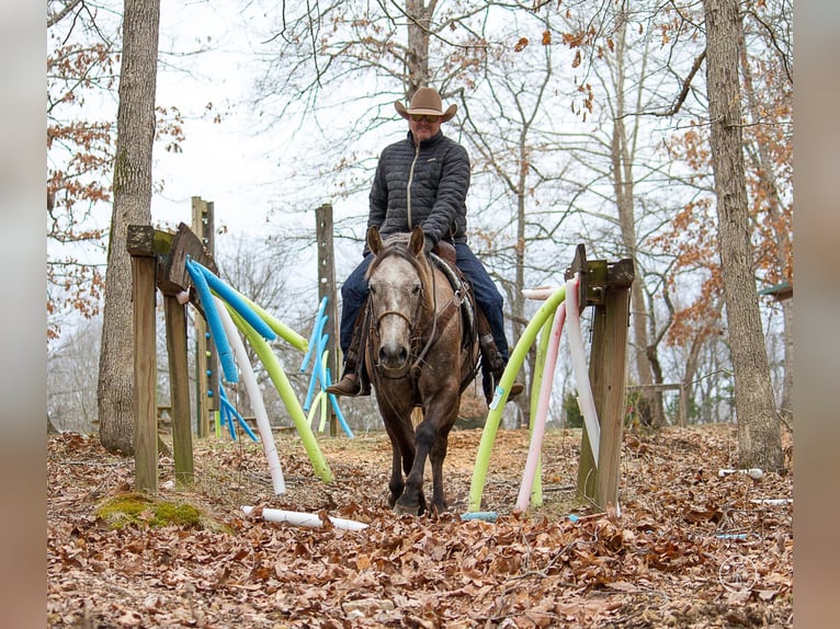 American Quarter Horse Ruin 8 Jaar 152 cm Schimmel in Moutain Grove MO