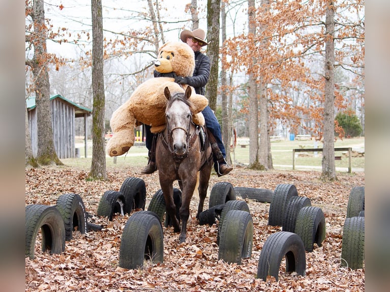 American Quarter Horse Ruin 8 Jaar 152 cm Schimmel in Moutain Grove MO