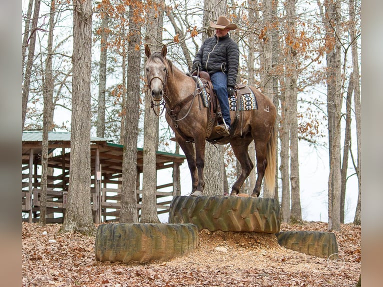 American Quarter Horse Ruin 8 Jaar 152 cm Schimmel in Moutain Grove MO