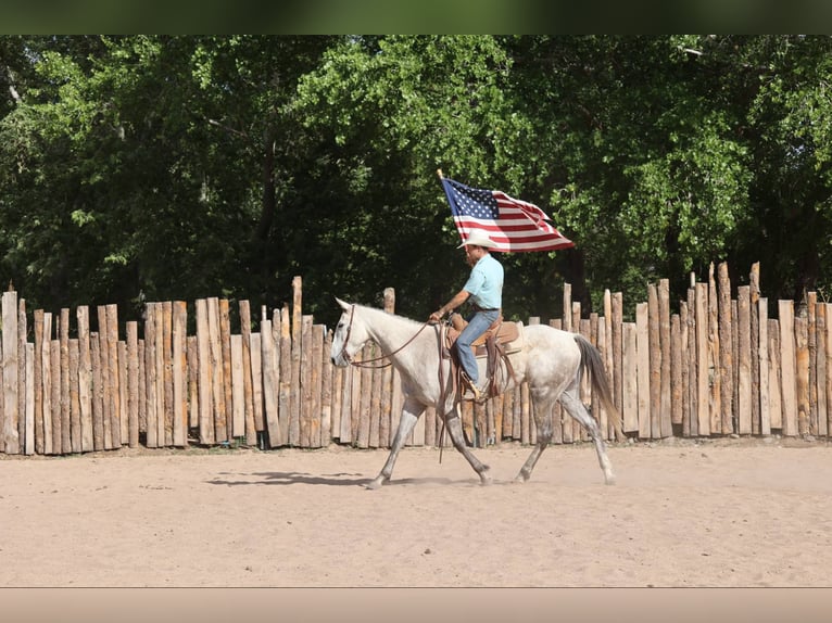 American Quarter Horse Ruin 8 Jaar 152 cm Schimmel in Camp Verde AZ