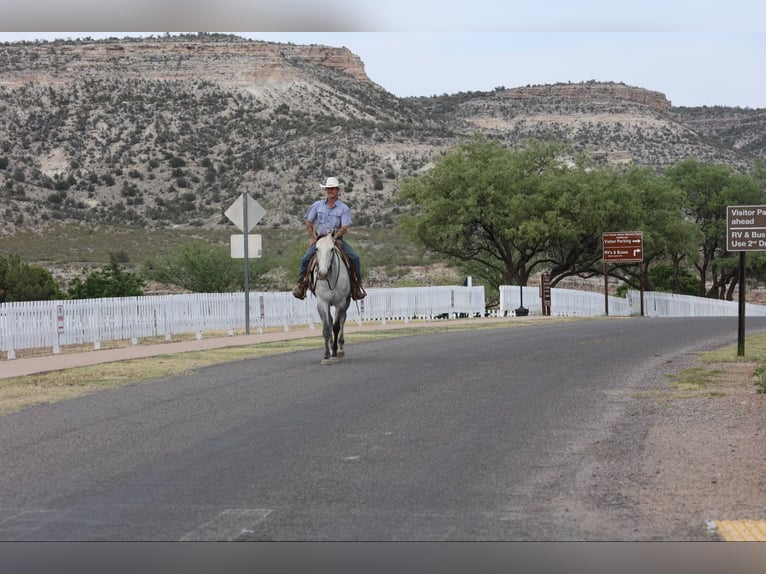 American Quarter Horse Ruin 8 Jaar 152 cm Schimmel in Camp Verde AZ