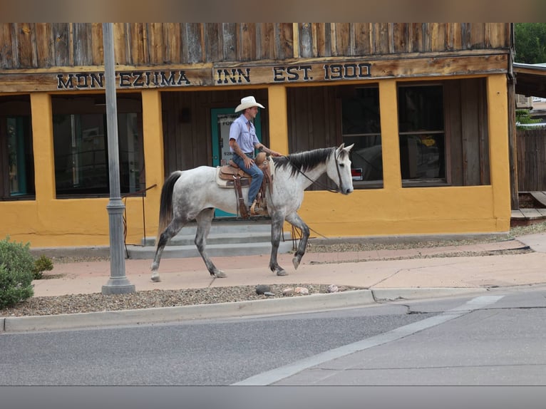 American Quarter Horse Ruin 8 Jaar 152 cm Schimmel in Camp Verde AZ