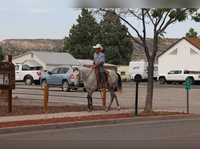 American Quarter Horse Ruin 8 Jaar 152 cm Schimmel in Camp Verde AZ