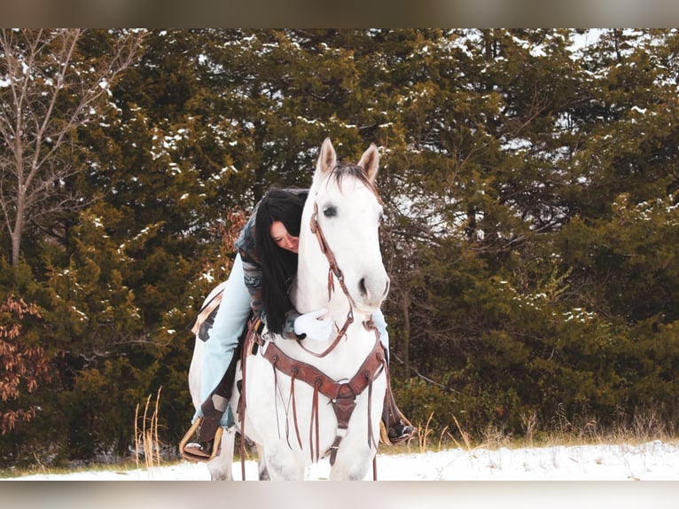 American Quarter Horse Ruin 8 Jaar 152 cm Schimmel in fulton MO