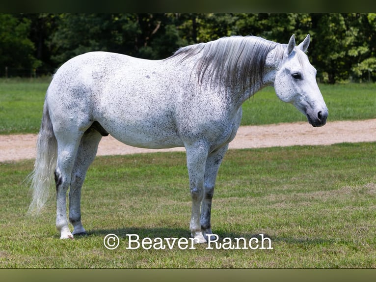 American Quarter Horse Ruin 8 Jaar 152 cm Schimmel in Mountain Grove MO