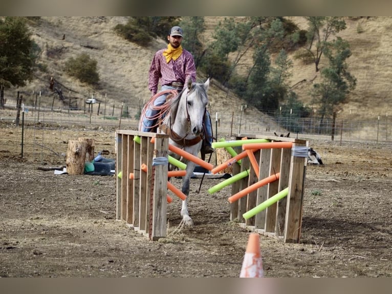 American Quarter Horse Ruin 8 Jaar 152 cm Schimmel in Paicines CA