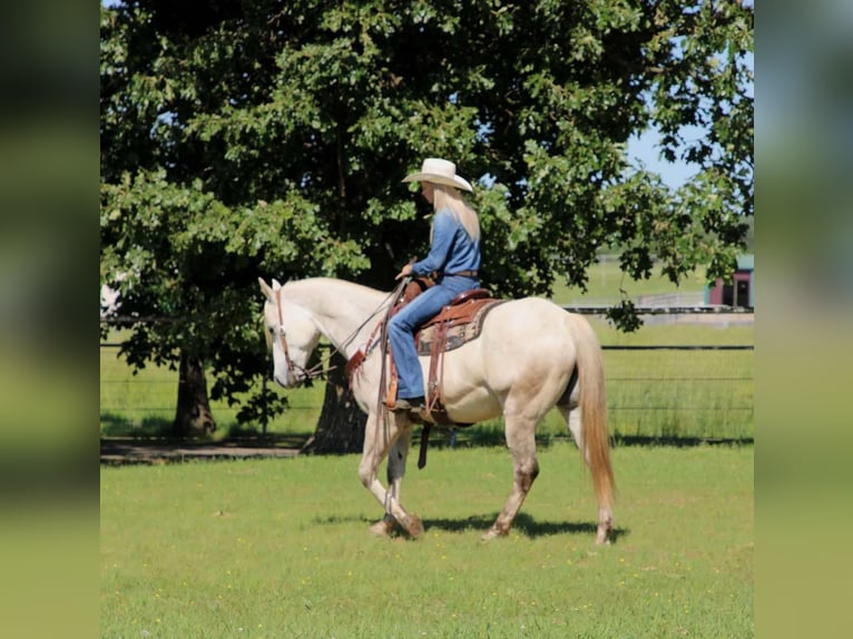 American Quarter Horse Ruin 8 Jaar 152 cm Schimmel in Sallisaw OK