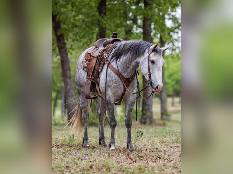 American Quarter Horse Ruin 8 Jaar 152 cm Schimmel in Weatherford TX