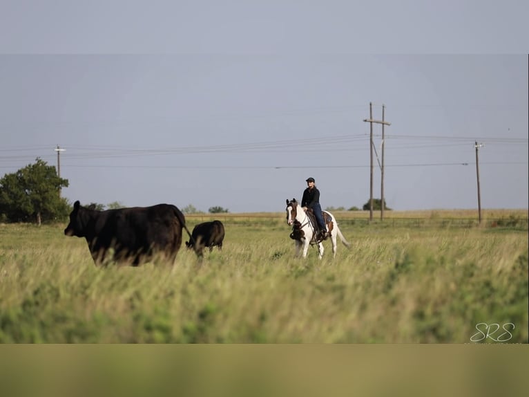 American Quarter Horse Ruin 8 Jaar 152 cm Tobiano-alle-kleuren in Granbury TX