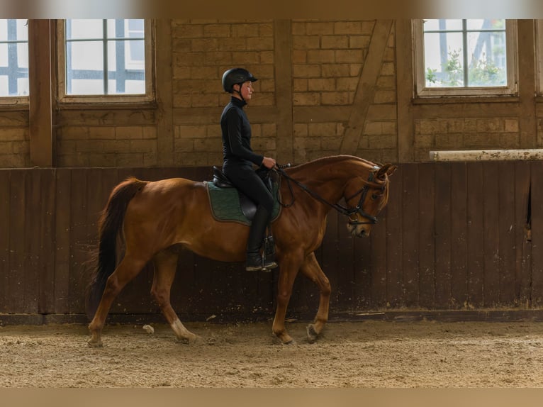 American Quarter Horse Ruin 8 Jaar 152 cm Vos in Großalmerode