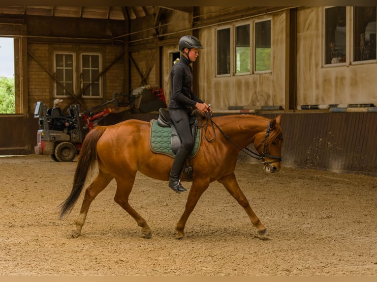 American Quarter Horse Ruin 8 Jaar 152 cm Vos in Großalmerode